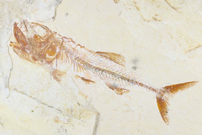 Cretaceous Fish (Spaniodon) With Shrimp - Lebanon #173371
